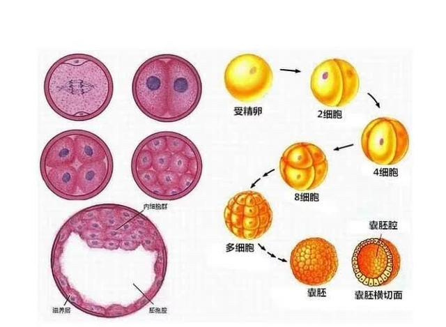 试管婴儿胚胎等级