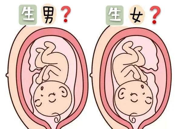 胎儿性别形成