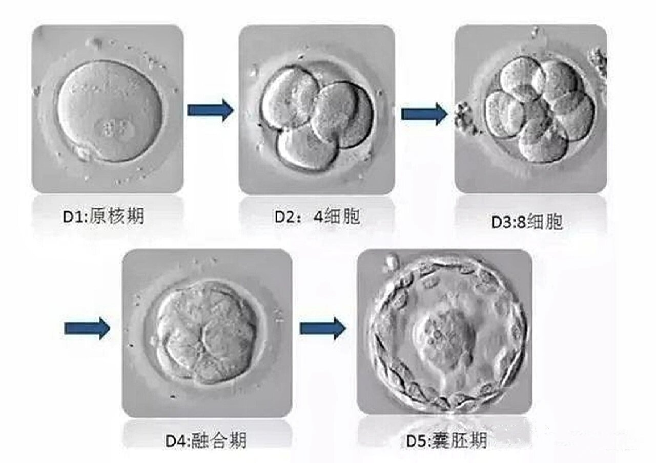 4BC囊胚成功率