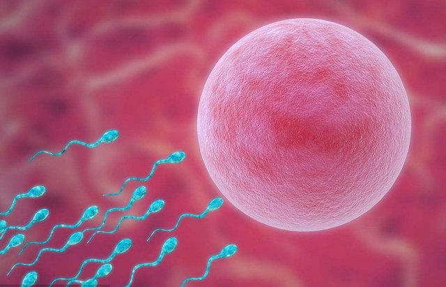 精子DNA碎片化对怀孕有什么影响，该如何治疗？