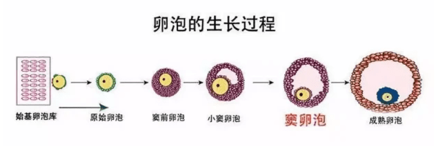 卵泡的生长过程