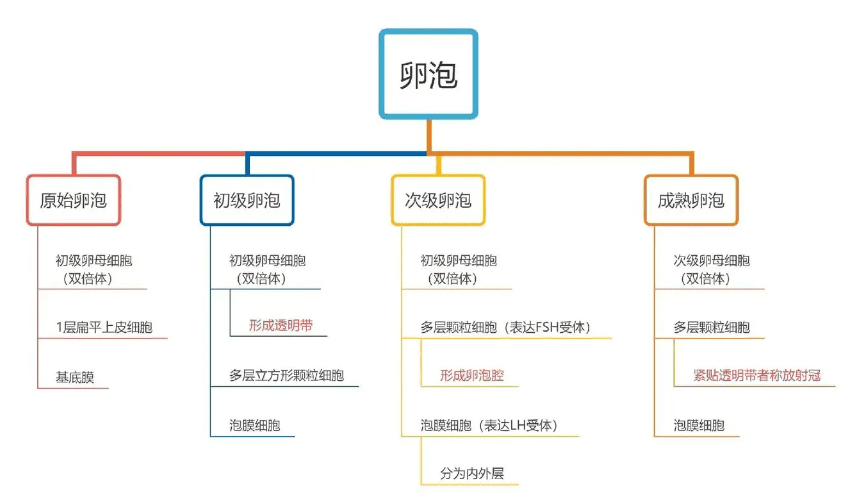 卵泡发育的四个阶段
